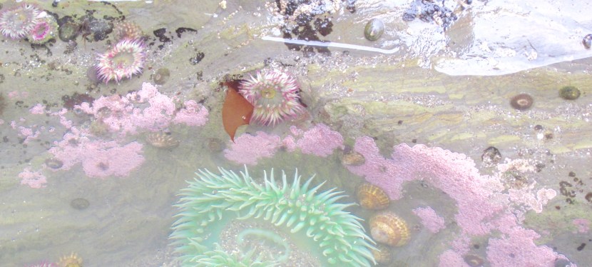 Diversity and Meritocracy: What Tradeoff?